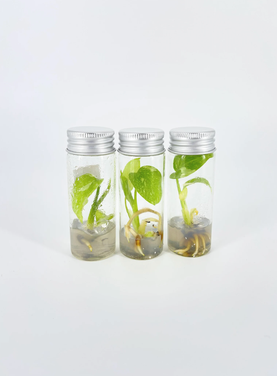Wholesale Tissue Cultures The Preserve Plants Shop
