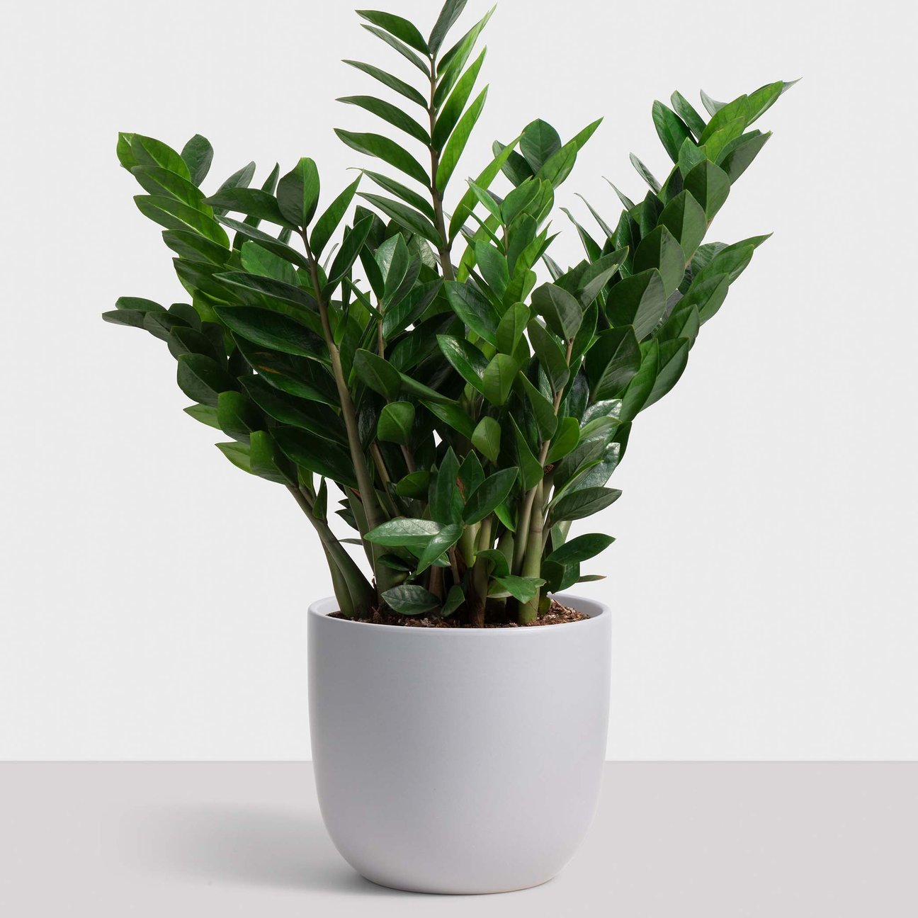 Ceramic Egg Planter - Medium (7")