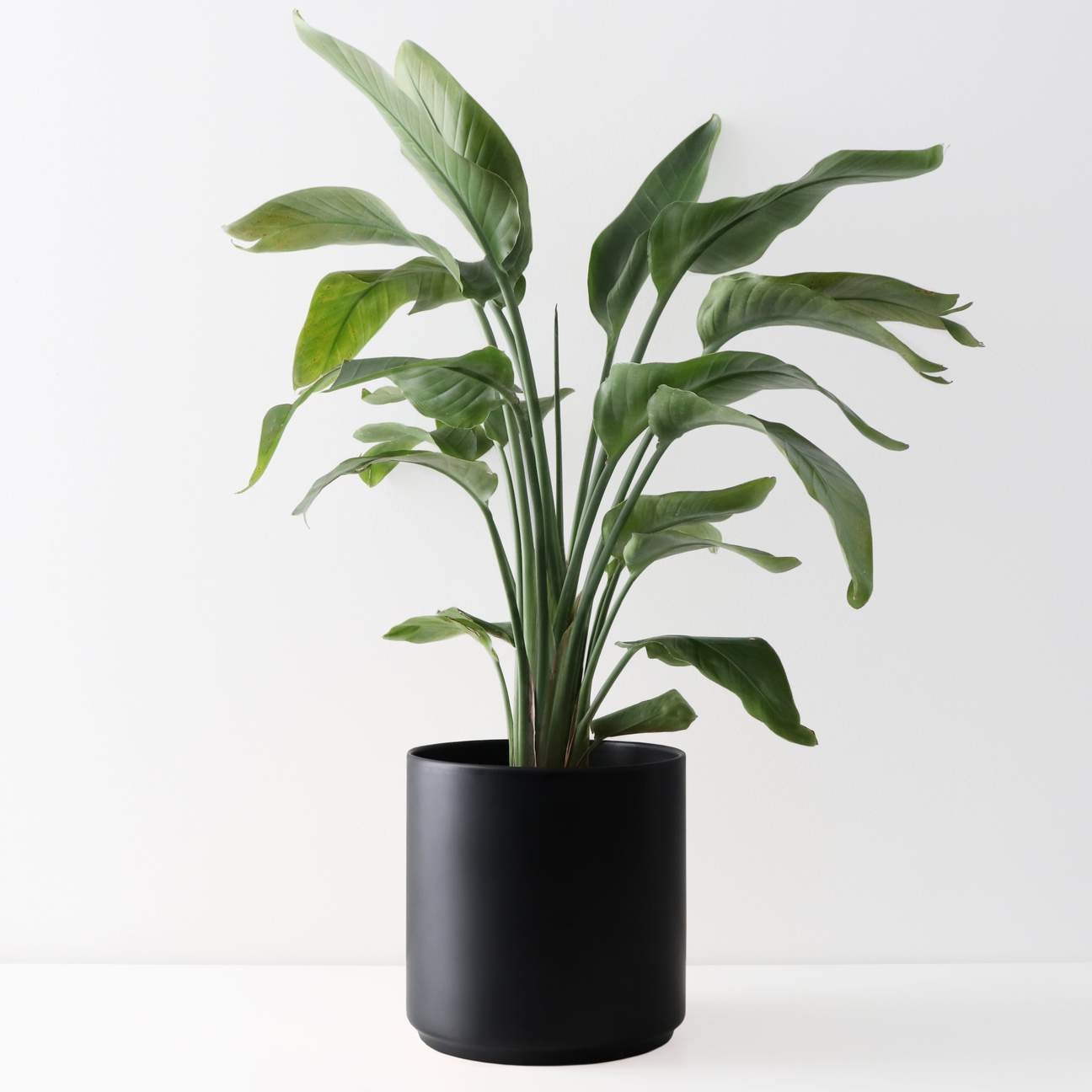 Ceramic Classic Planter - Large (10")