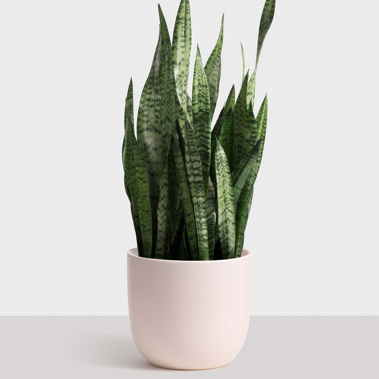 Ceramic Egg Planter - Medium (7")
