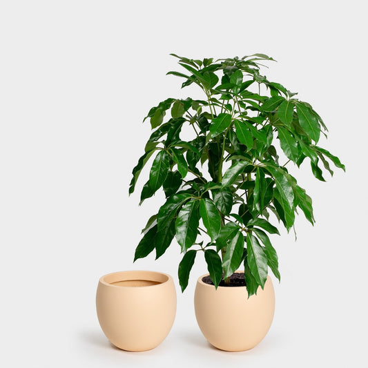 Calyer Planter - Large & XL