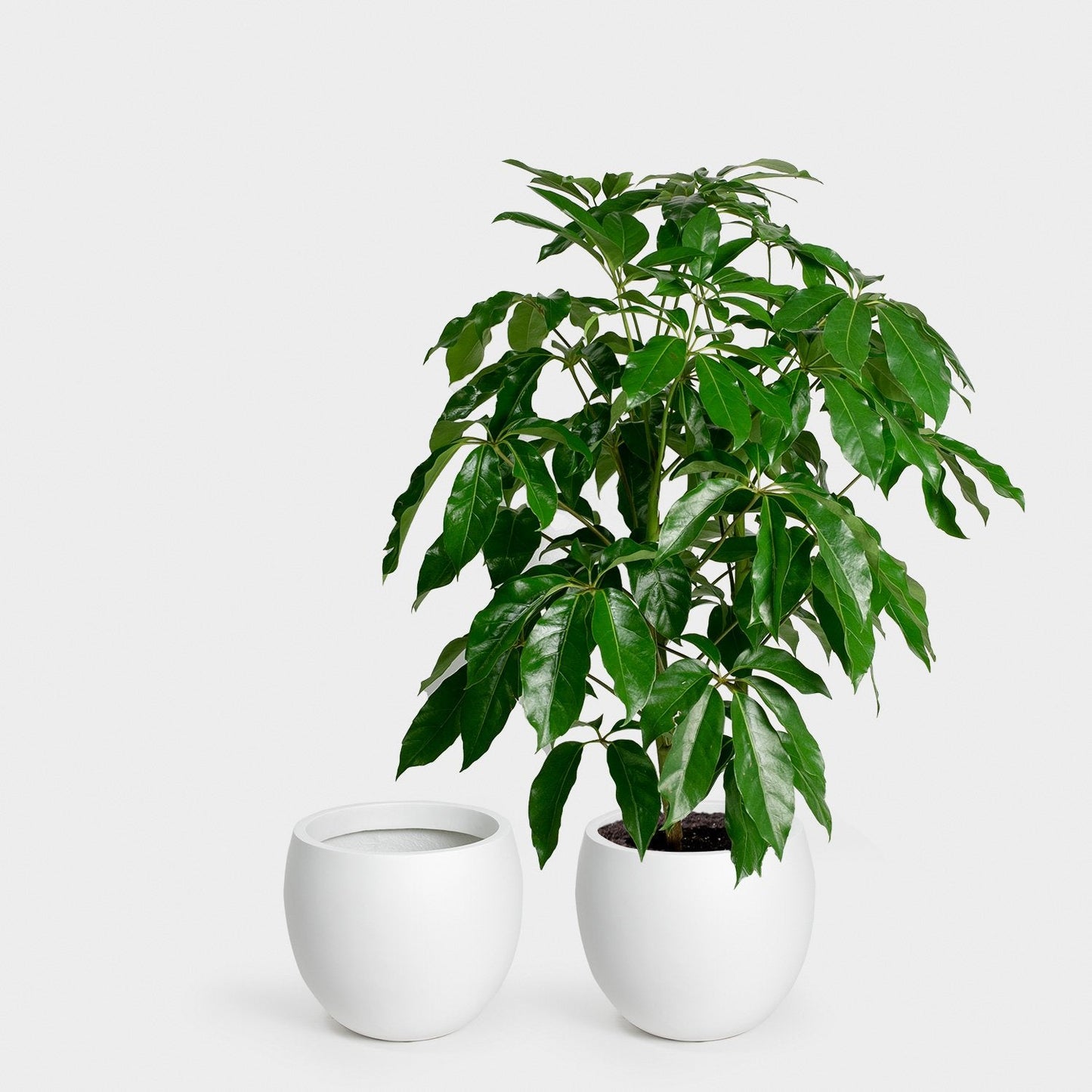 Calyer Planter - Large & XL