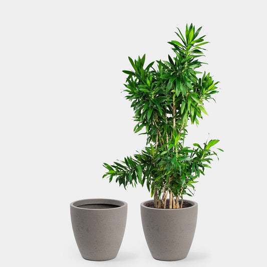 Kent Planter - Large & XL