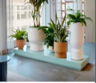 Palms and a snake plant in white and terracotta planters lined up on a mint bench