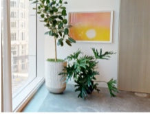 Ficus tree in a white planter with a philodendron at its base, beside framed art at the window