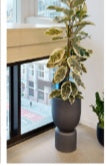 Variegated rubber tree in a charcoal pedestal planter beside a glass door