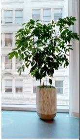 Schefflera in a light wood-toned planter at the window with the city beyond