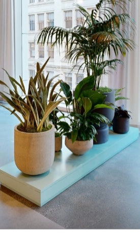 Kentia palm, peace lily, and mixed foliage grouped on a mint platform along the window line