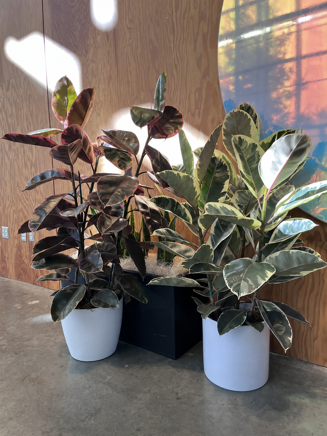 Two live rubber plants in white pots beside an indoor display with artificial snake plants behind.