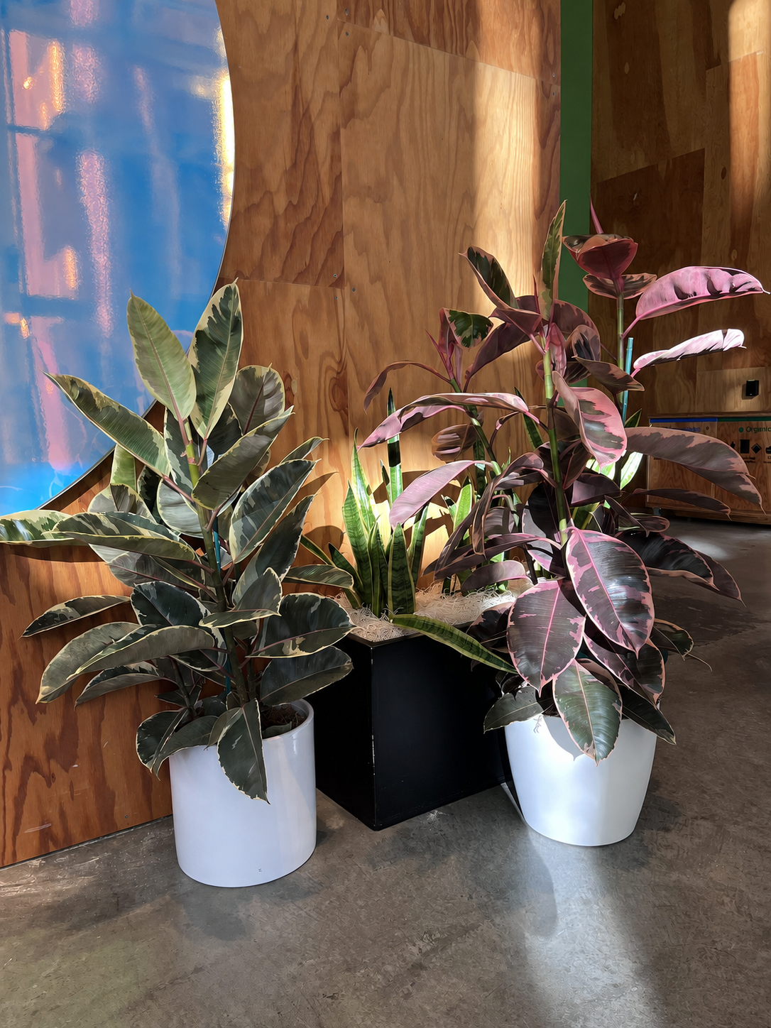 Two live rubber plants in white pots beside an indoor display with artificial snake plants behind.