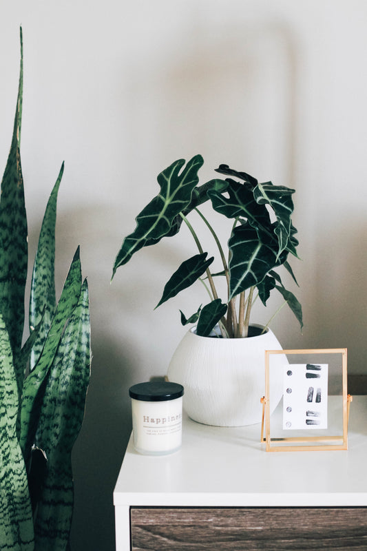 How to Find the Perfect Plant Gift 🪴