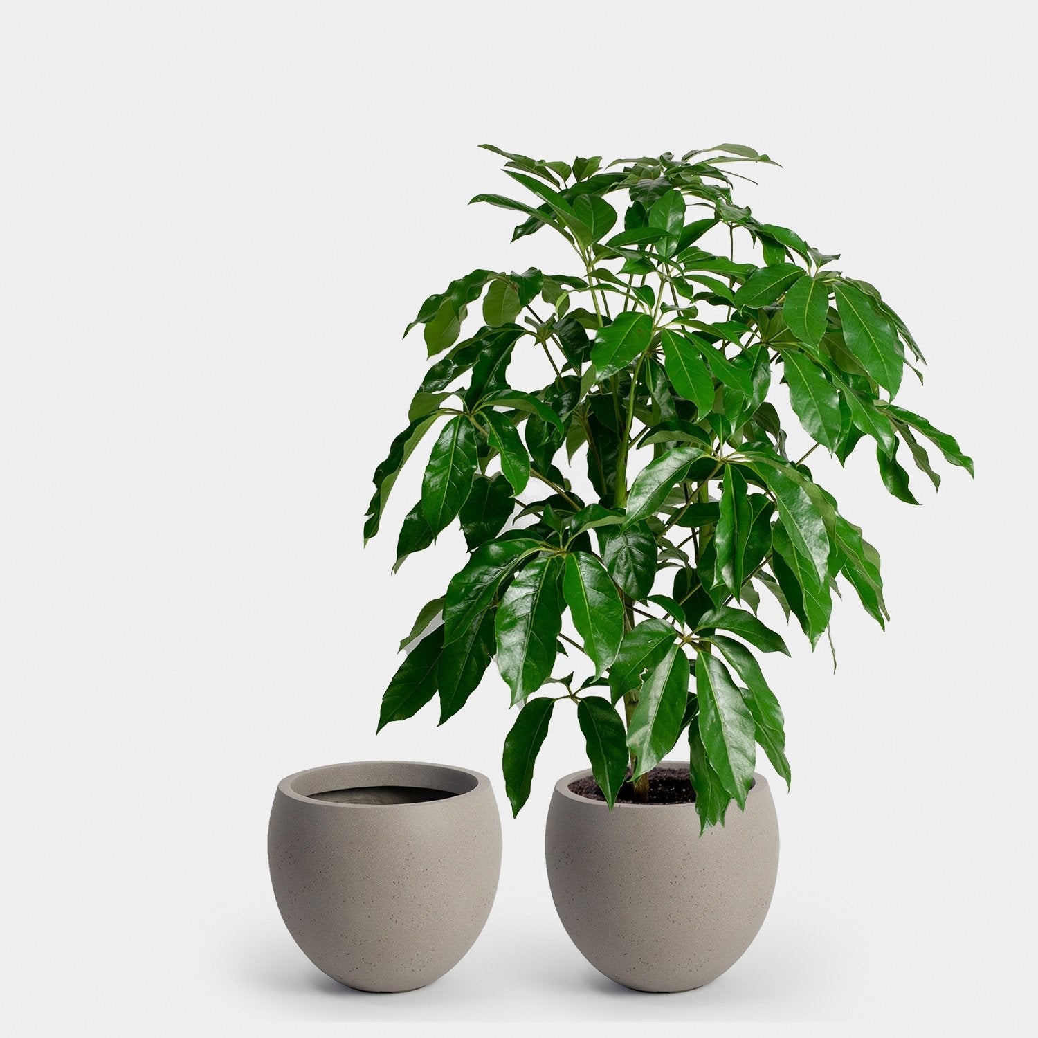 xl planter indoor Calyer Planter