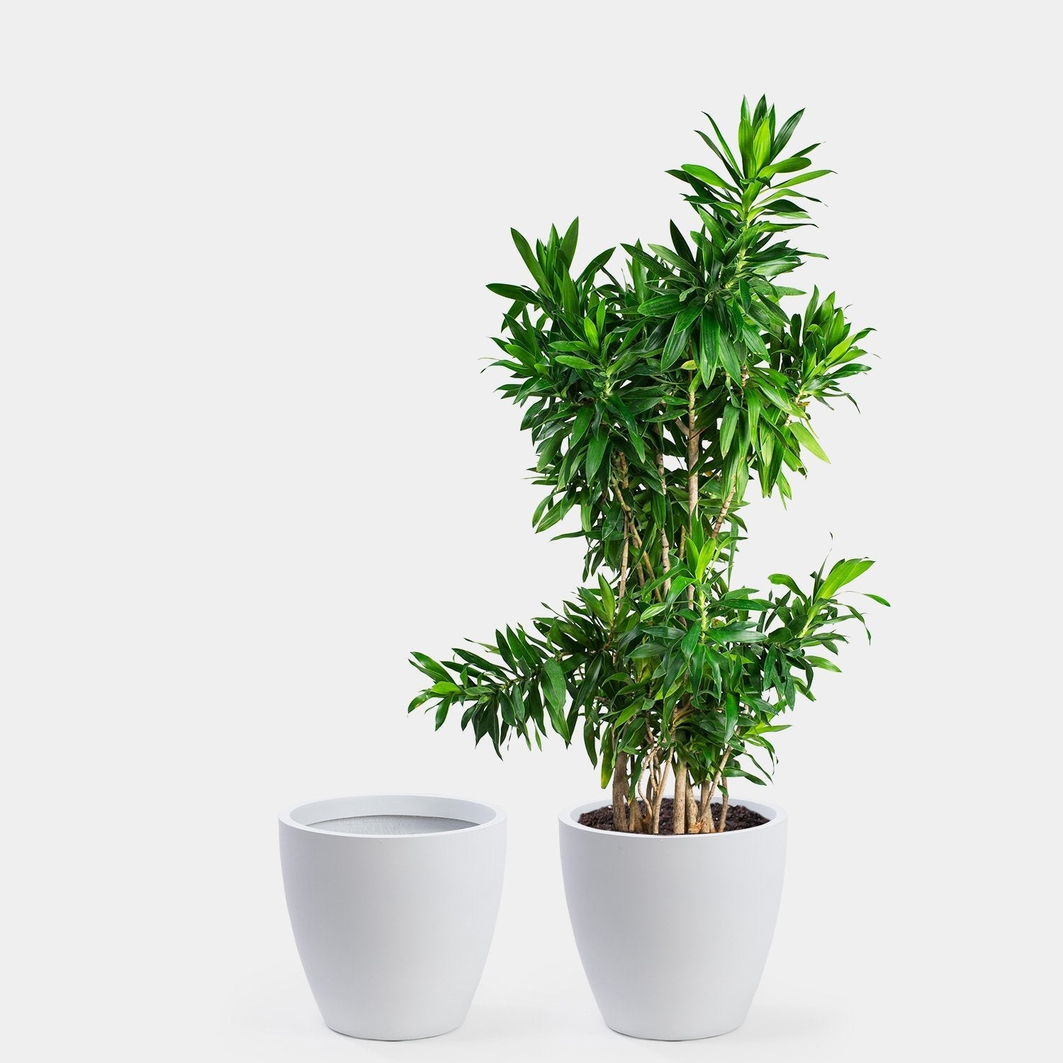 xl indoor plant pot Kent Planter