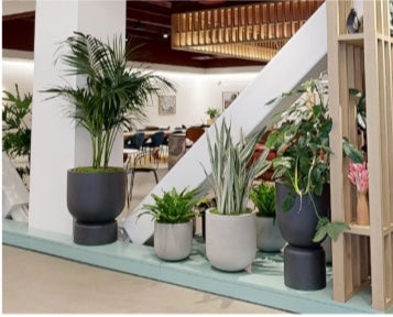 Kentia palm in a charcoal pedestal planter with snake plants, ferns, and anthurium along a mint platform under the staircase at Convene 100 Stockton