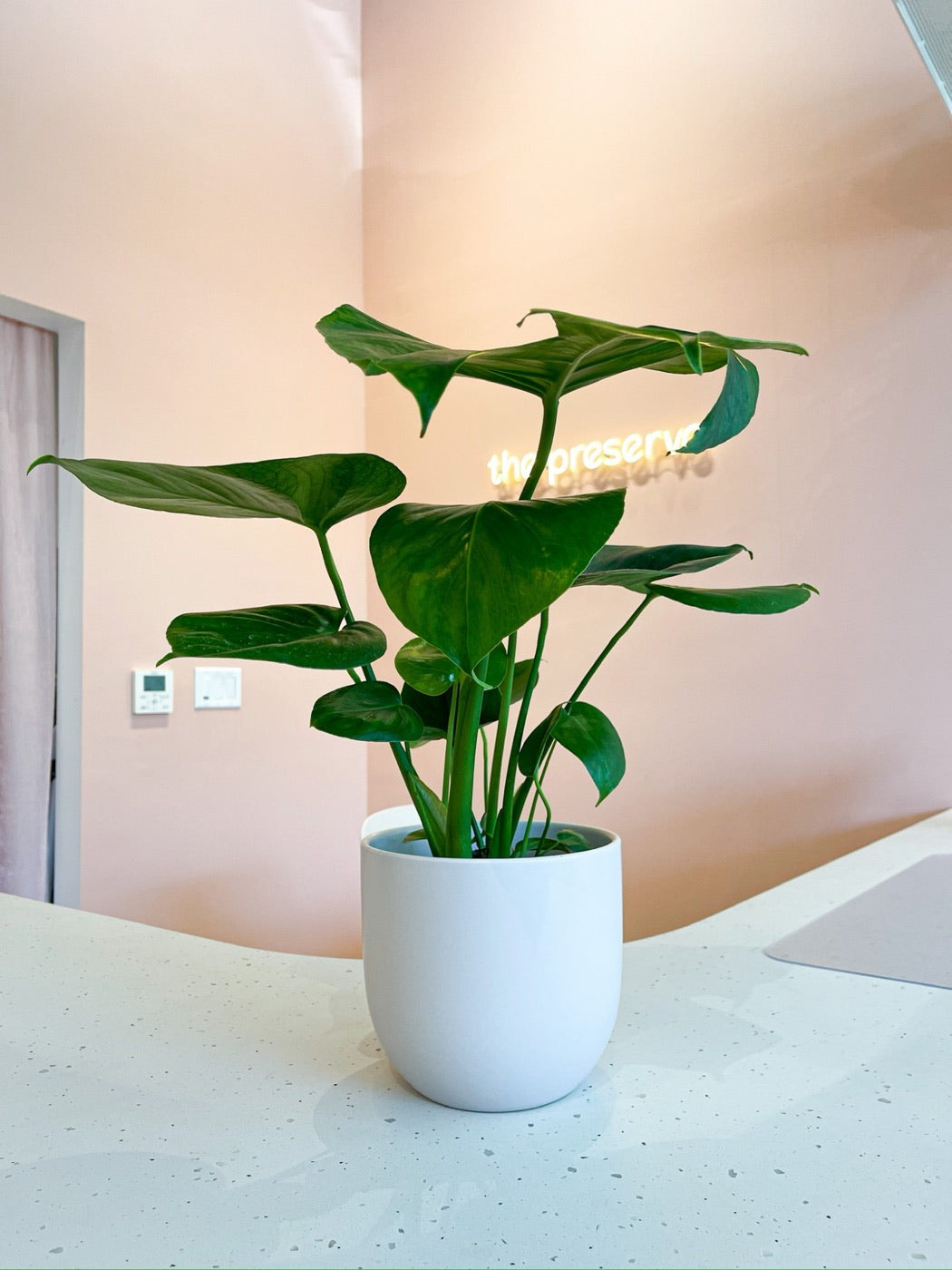 Monstera in a white pot with a neon sign glowing behind it