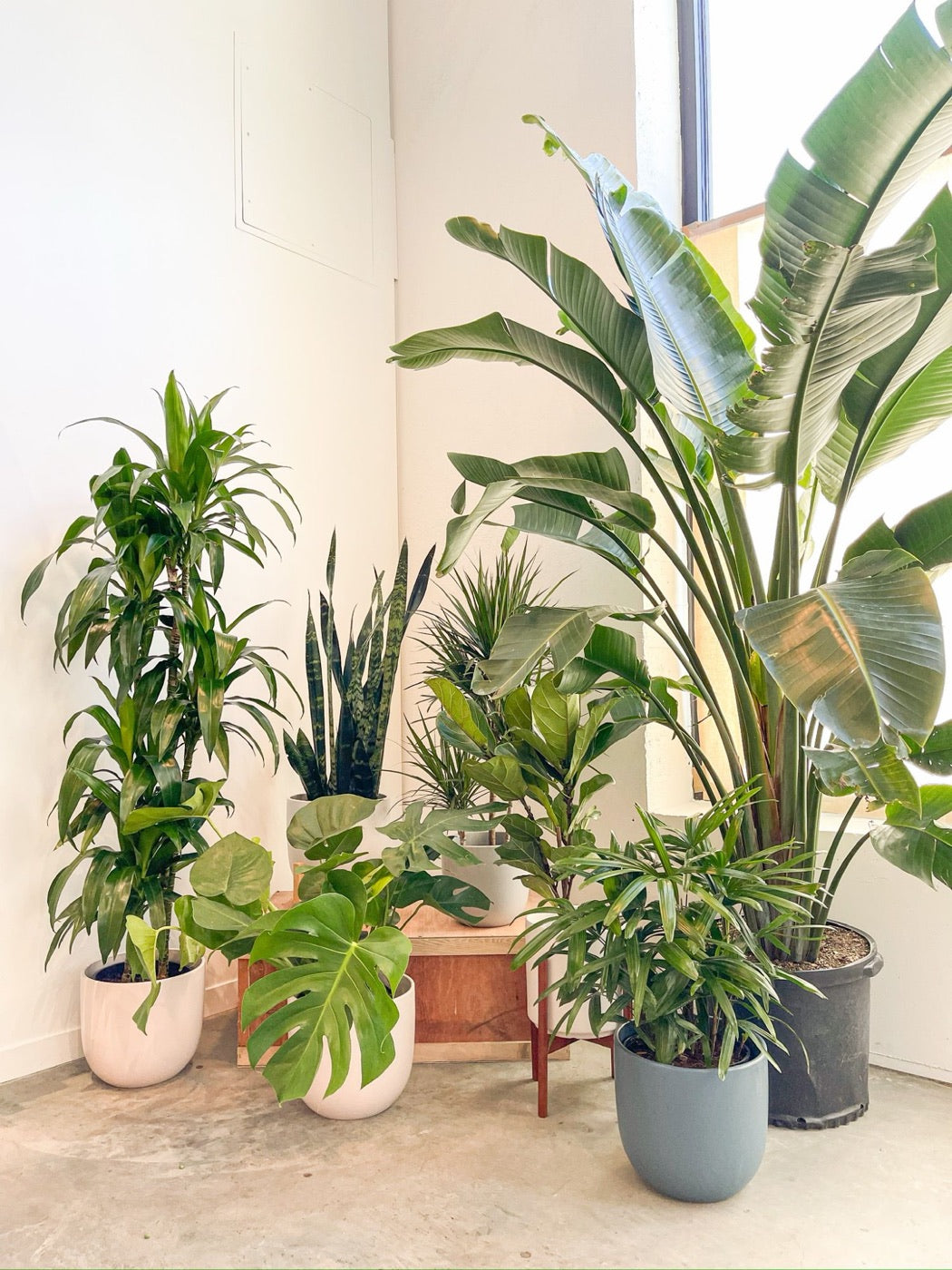 Dense corner grouping of bird of paradise, monstera, dracaena, and snake plant in ceramic pots